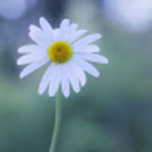 Meet your Posher, Annee